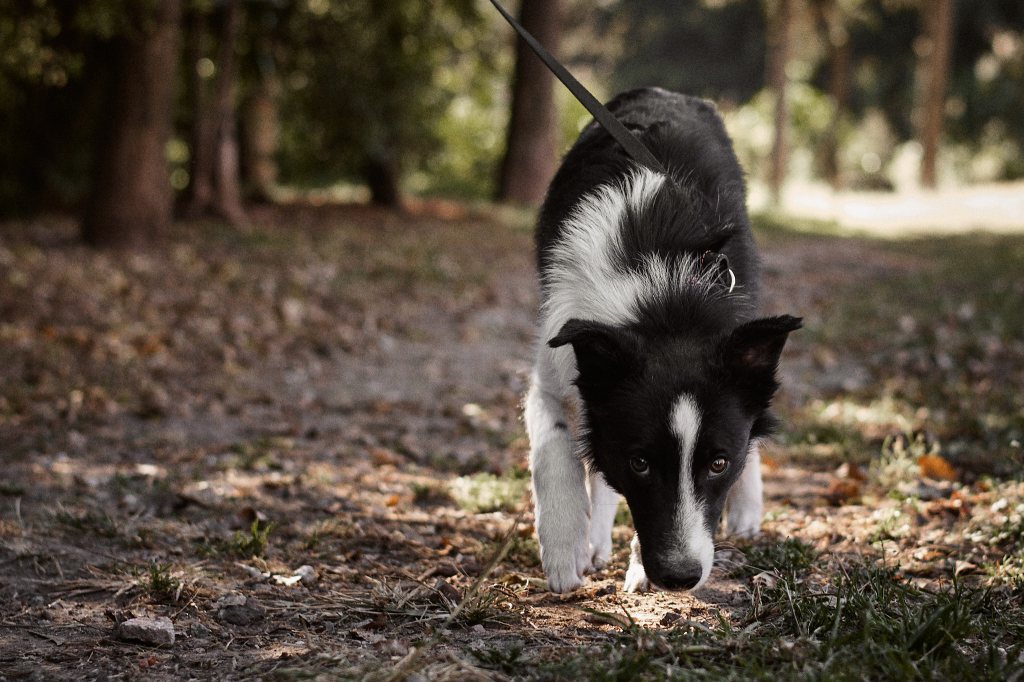 Border Collie: Mitos y Realidades sobre su Energía