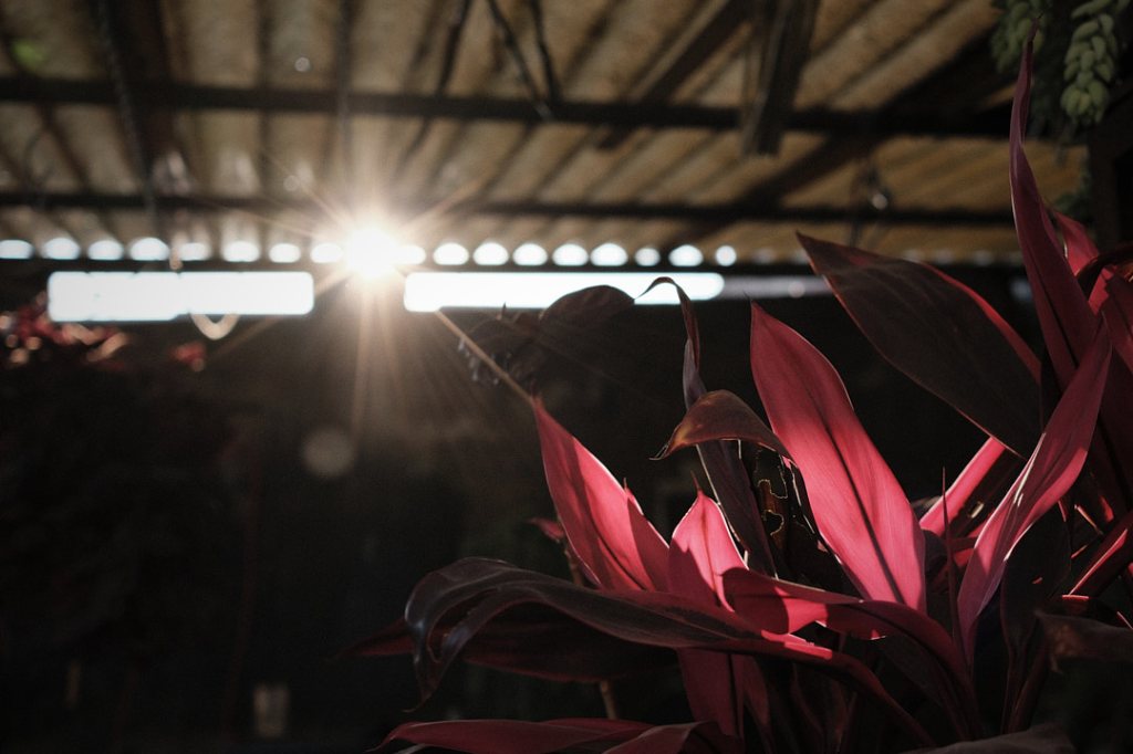 Planta de hojas grandes y rojizas a contraluz, contraste fuerte y luz natural en fotografía Classic Chrome