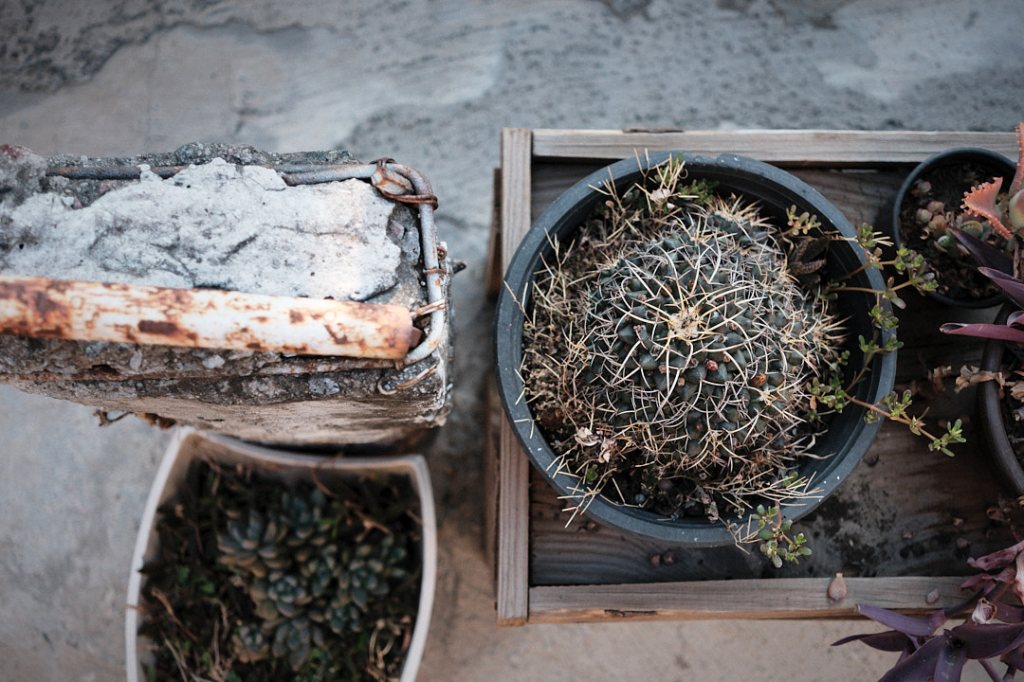 Cactus tipo bisnaga en vista cenital, textura radial y tierra seca, detalle botánico con grano simulado en JPG Fuji